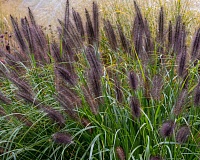Пеннисетум лисохвостный Блэк Бьюти (Pennisetum alopecuroides Black Beauty)