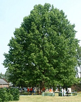 Дуб красный (Quercus rubra)
