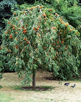 Рябина обыкновенная Пендула (Sorbus aucuparia Pendula)