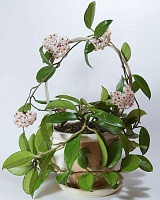 Хойя Карноза (Hoya carnosa)
