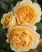 роза Крон Принцесс Маргарет (Crown Princess Margareta)