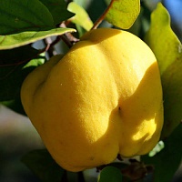 Айва Адагумская