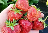 Клубника Магнус