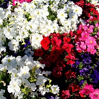 ПЕТУНИЯ кустовая в ассортименте