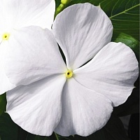 Катарантус Медитерранеан Вайт (Catharanthus Mediterranean White)