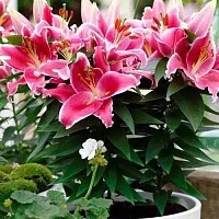 Лилия восточная Санни Робин