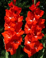 Гладиолус Traderhorn