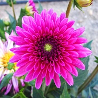 Георгин Cheeky Glow Георгин Cheeky Glow