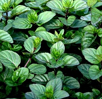 Мята перечная Гранада