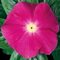 Катарантус Пацифика Дип Орхид (Catharanthus pacifica Deep Orchid)