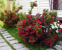 Вейгела гибридная Ева Ратке (Weigela hybrida Eva Rathke)