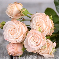 роза Бомбастик