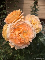 роза Амели Котомб