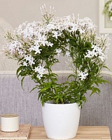 Жасмин полиантовый