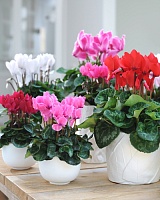 Цикламен Супер Карино (Cyclamen persicum Super Carino)