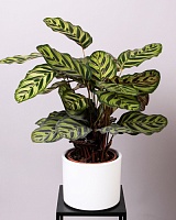 Калатея Макояна (Calathea makoyana)