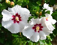 Гибискус сирийский Ред Харт (Hibiscus syriacus Red Heart)
