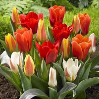 Тюльпан Greigii MIX
