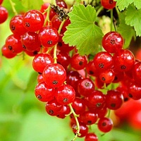 Смородина красная Дана