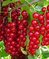 Смородина красная Ролан