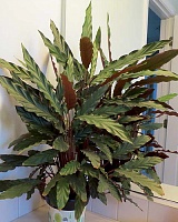 Калатея Руфибарба (Calathea rufibarba)