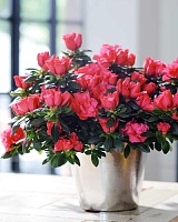 Рододендрон (Азалия) микс (Rhododenron) 