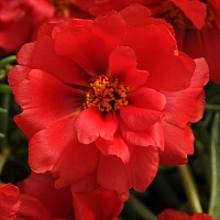 Портулак крупноцветковый Хэппи Трилс Дип Ред (Portulaca grandiflora Happy Trails Deep Red)