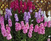 Маттиола (ночная фиалка)  (Matthiola incana)