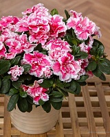 Рододендрон симса Фогель (Rhododendron Simsii Hellmut Vogel)