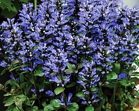 Живучка ползучая Блюберри Маффин (Ajuga reptans Blueberry Muffin)