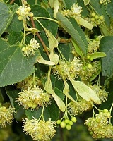 Липа мелколистная