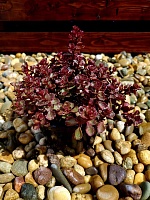 Седум (очиток) ложный Вуду