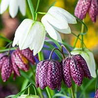 Рябчик шахматный Микс (Fritillaria meleagris Mix) Рябчик шахматный Микс (Fritillaria meleagris Mix)