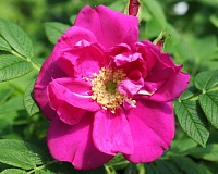 Роза-ругоза Эксепшн (Rose-rugosa Exeption)