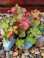 Гейхера Карамель (Caramel)