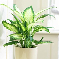 Диффенбахия пятнистая Камилла (Dieffenbachia maculata Camille)