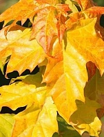 Клен остролистный Принстон Голд (Acer platanoides Princeton Gold)