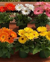 Гербера Айвори микс (Gerbera Ivory)