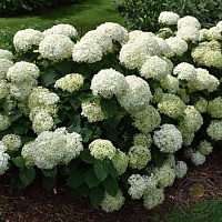 Гортензия древовидная Белла Рагацца Лиметта (Hydrangea arborescens Bella Ragazza Limetta)