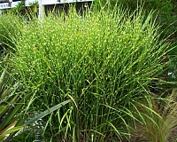 Мискантус китайский Стриктус (Miscanthus sinensis Strictus)