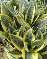 Сансевиерия Голден Ханни (Sansevieria Golden Hahnii)
