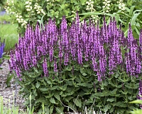 Шалфей дубравный Сенсейшн Роуз