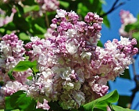 Сирень обыкновенная Кэтрин Хевемейер (Syringa vulgaris Katherine Havemeyer)