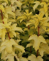 Калина обыкновенная Аннис Мэджик Голд (Viburnum opulus Anny's Magic Gold)