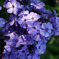 Флокс метельчатый Blue