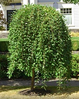 Ива козья Килмарнок (Salix caprea Kilmarnock)
