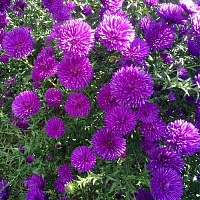 Астра новобельгийская Генри Пурпл (Aster novibelgii Henry Purple)