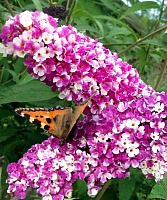 Буддлея давида Беррис энд Крим (Berries & Cream)