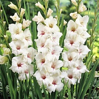 Гладиолус Silverstreak