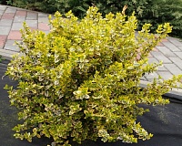 Бересклет форчуна Саншайн (Euonymus fortunei Sunshine)